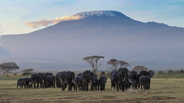 Vandring på Kilimanjaro - Afrikas högsta berg