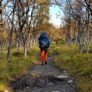 Vandringen mot Kebnekaise börjar Jämtlandsfjällen björskog