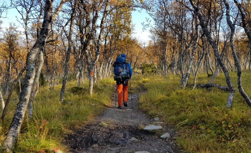 Jämtlandsfjällen björskog